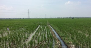 padi field